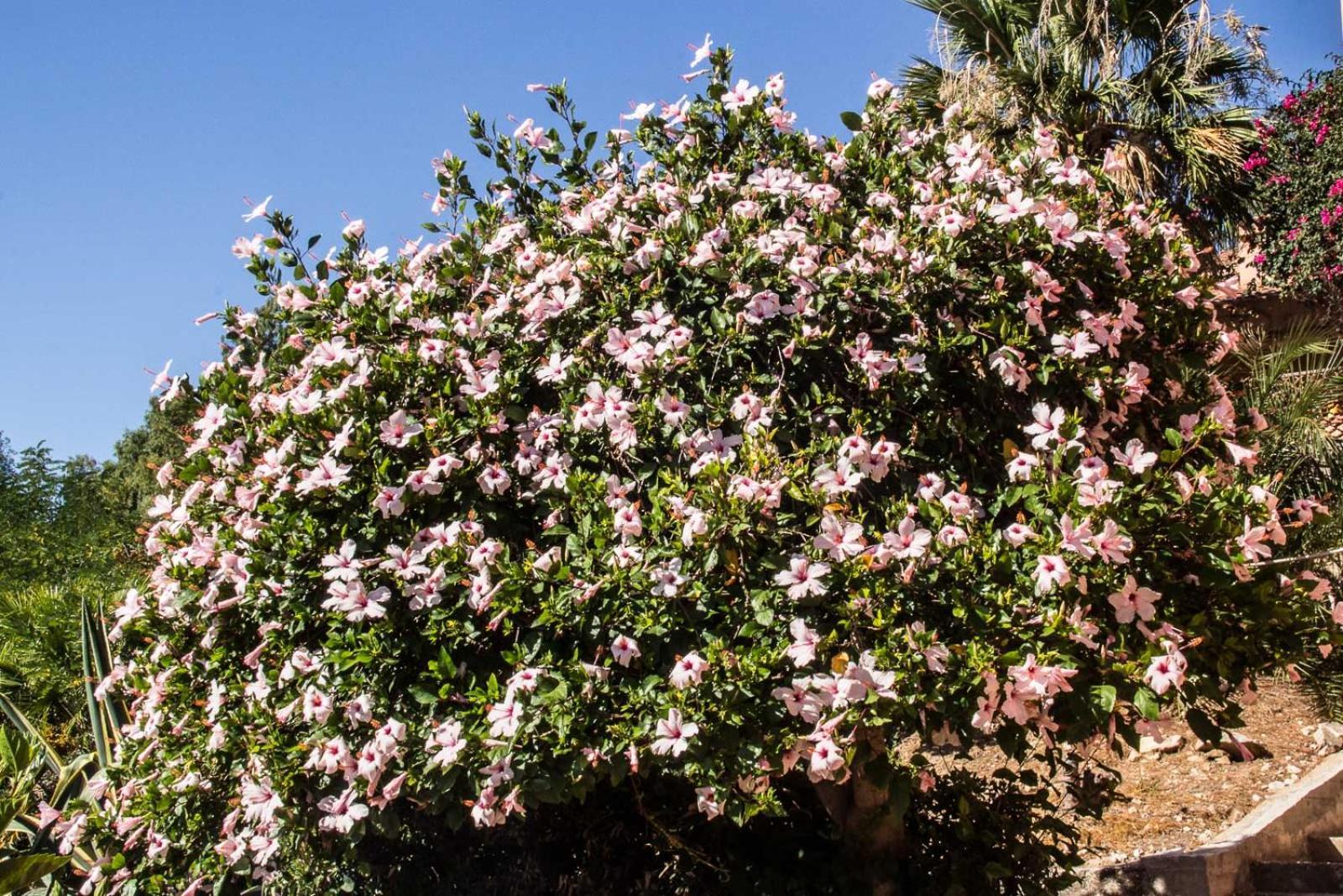 Villa Hibiscus Scopello 斯科佩洛 外观 照片